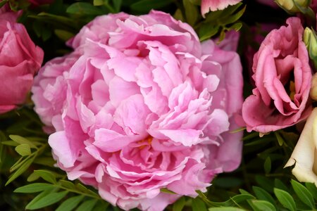 Floral peony nature