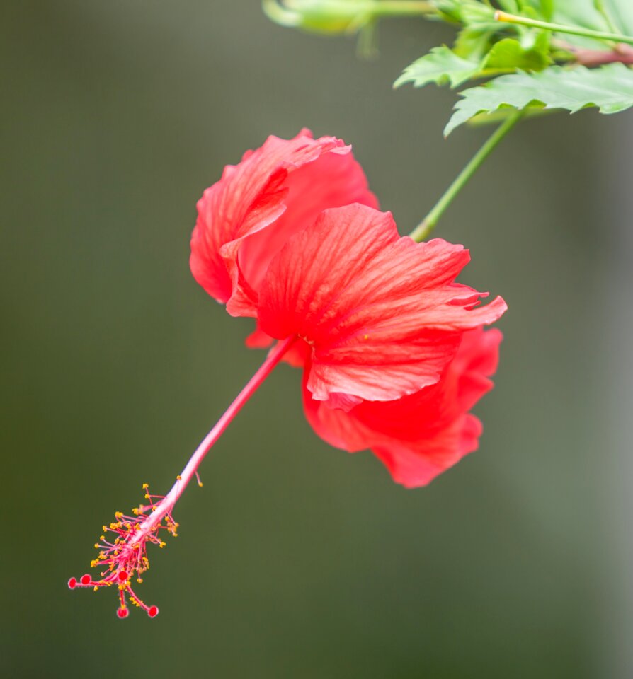 Tropical plants garden townsville region