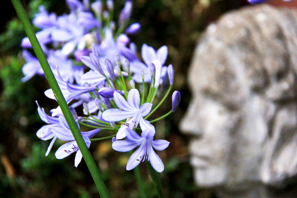 Flower statue garden