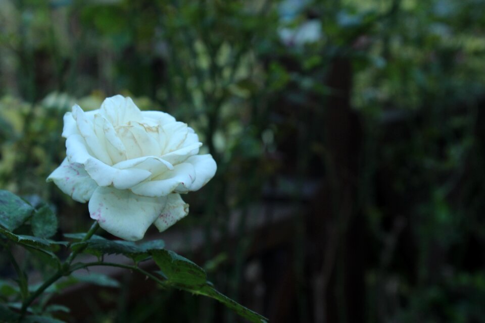 Roses background nature