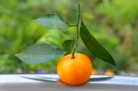 Vietnam fresh orange nine dream