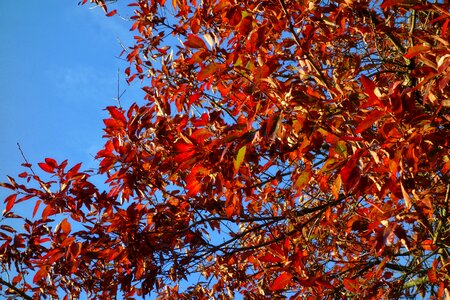 Autumn colors red leaves blue skies photo