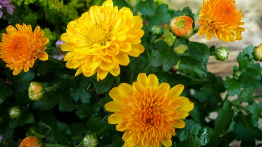 Yellow orange garden plant
