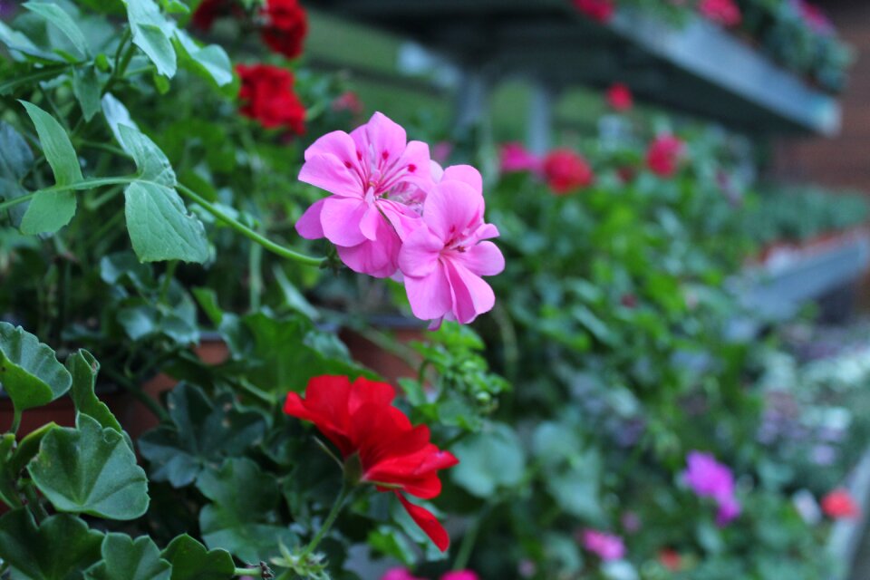 Spring flowers flower picture flower