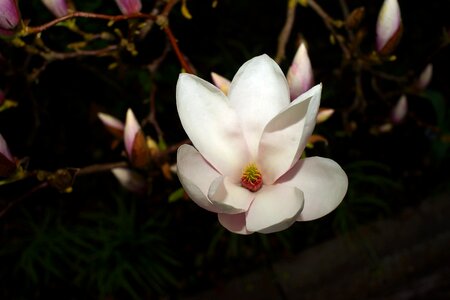 Leaf tree magnolia photo