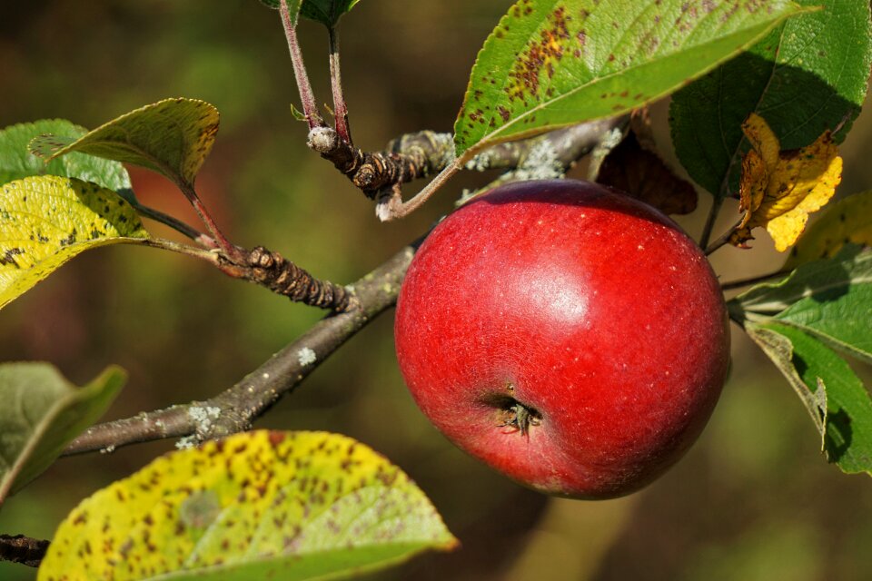 Leaves fruit delicious