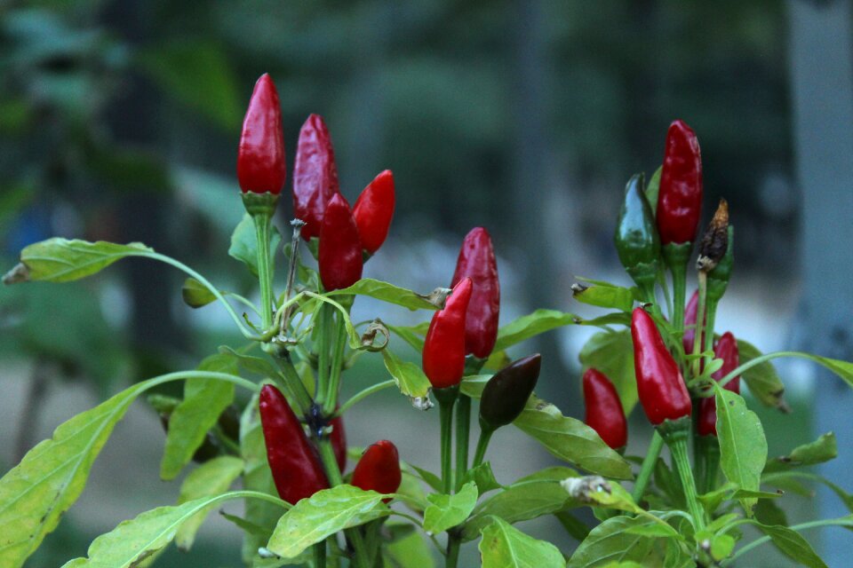 Pepper seedlings red food