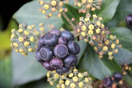 Climber plant fruits berries photo