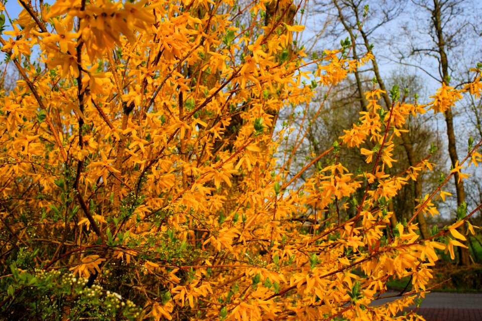 Yellow flowers flower