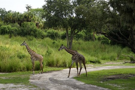 Wildlife nature zoo