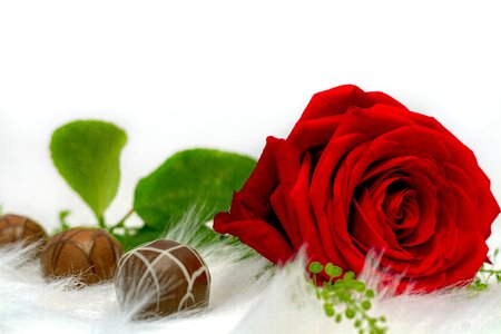 Nibble chocolates red rose