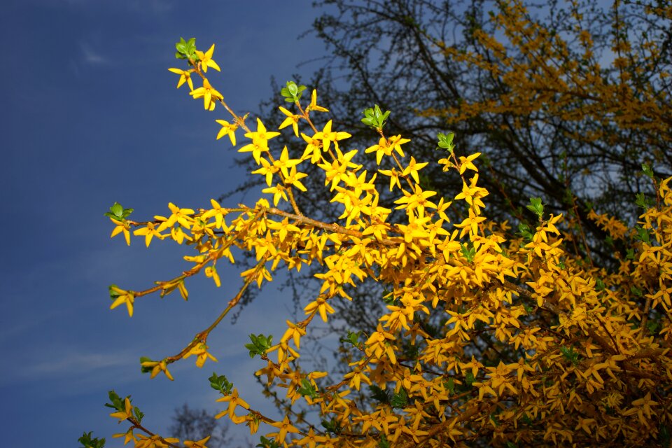Yellow flowers flower