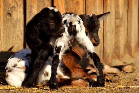 Playful romp cute