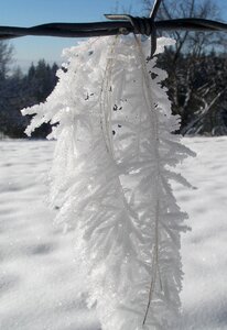 Snow snow crystal wintry photo
