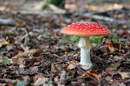Mushroom forest autumn
