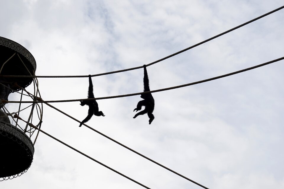 Monkeys wildlife nature