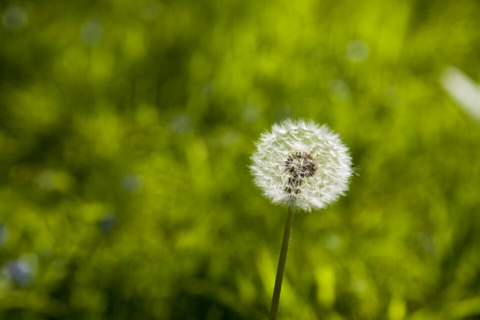 Macro flower plant