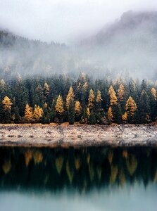 Forests lake water