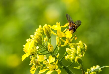 Bee flower wasp photo