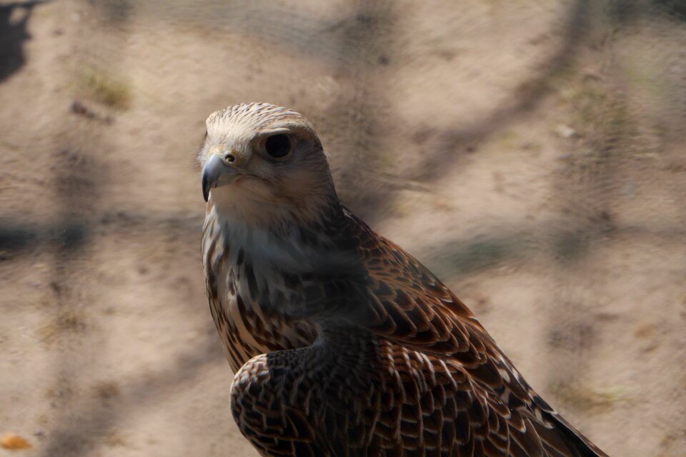 Birds falcon raptor