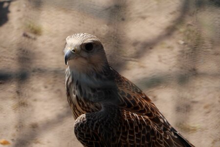 Birds falcon raptor photo
