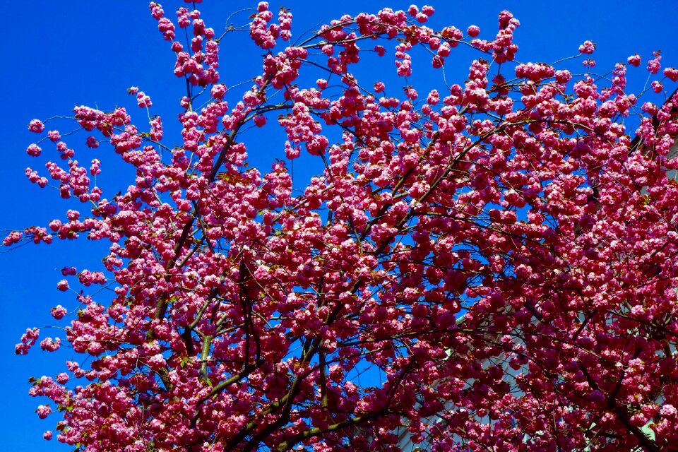 Flowers pink pink flowers