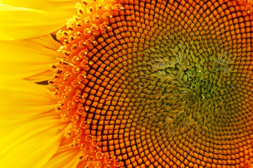 Yellow nature summer