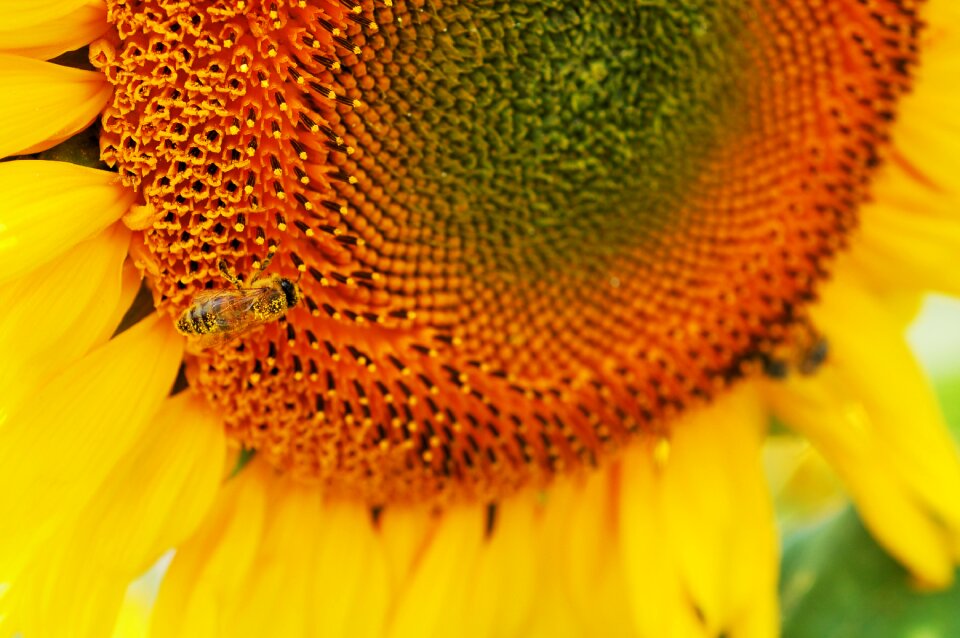 Yellow nature summer