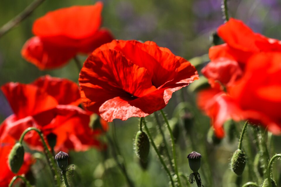 Flower red poppy flora