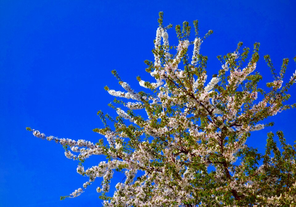 Blossom bloom white