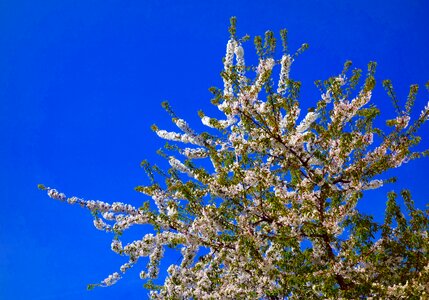 Blossom bloom white