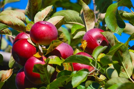 Nature tree apple