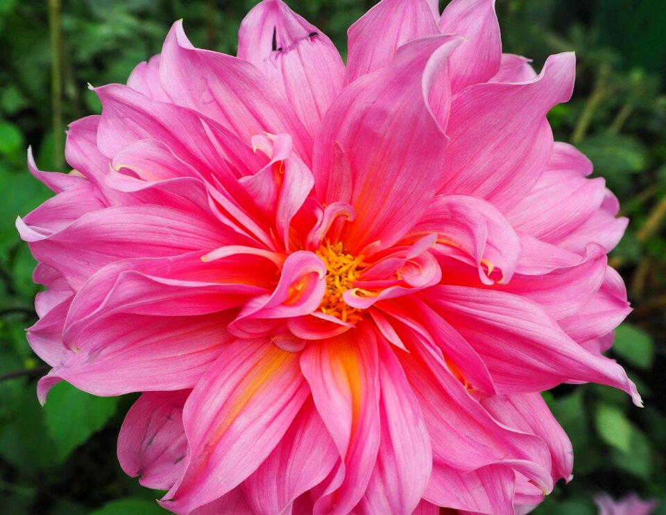 Plant floral bloom