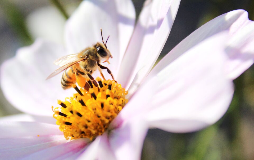 Cosmos flower daisy bee