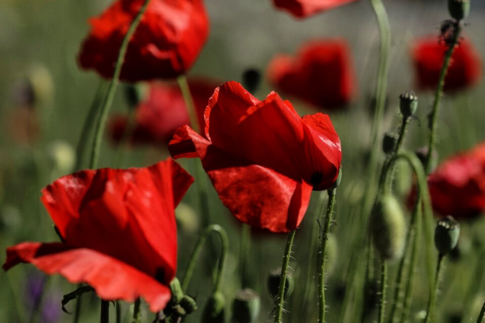 Flower nature red poppy