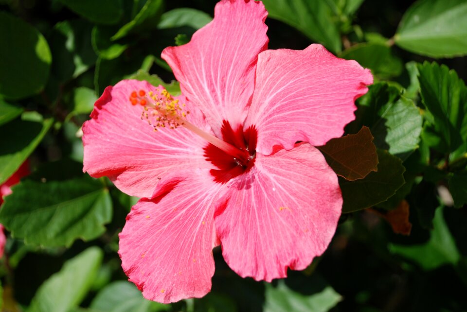 Nature pink flower hibiscus