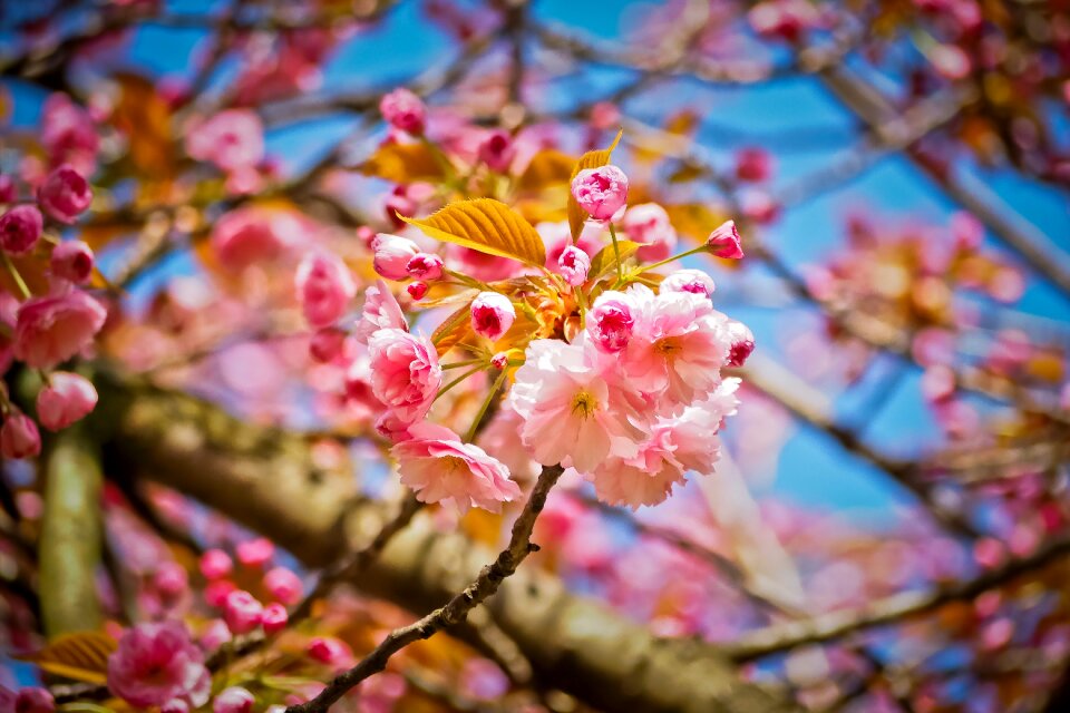 Plant season flowers