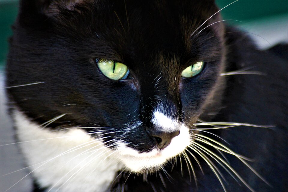 Animal cat's eyes fur