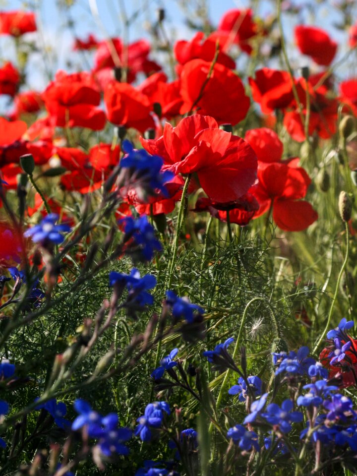 Flowers nature red poppy