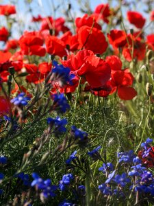 Flowers nature red poppy photo