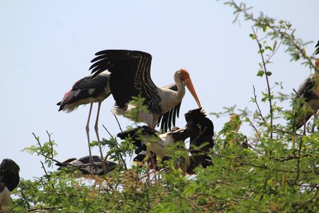 Nature animal stork