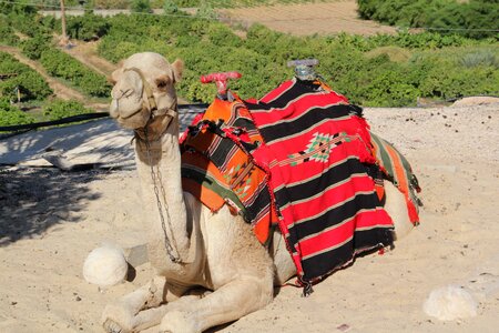 Tourism camel desert