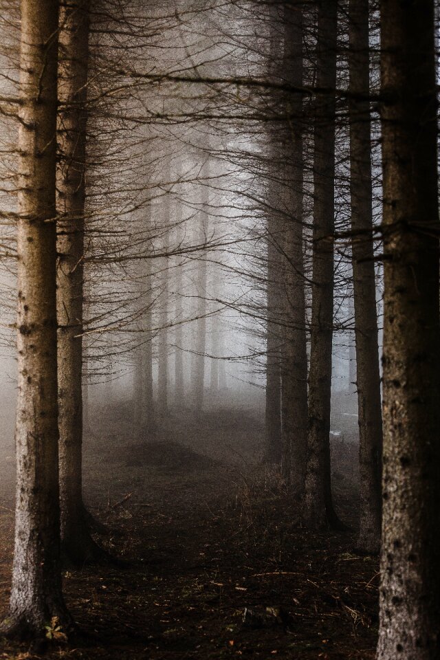 S nature foggy forest