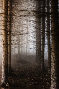 S nature foggy forest