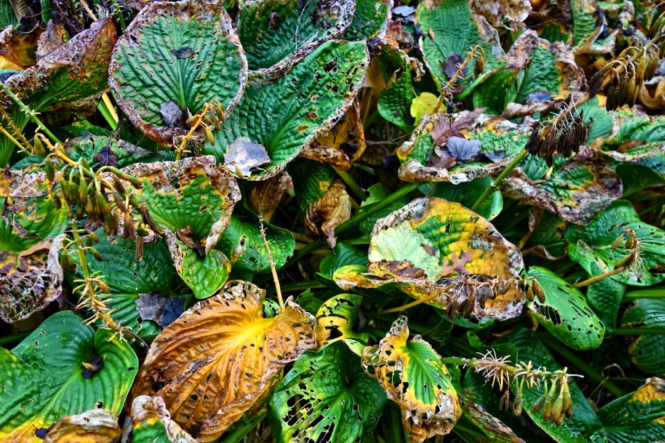 Decay rotting autumn