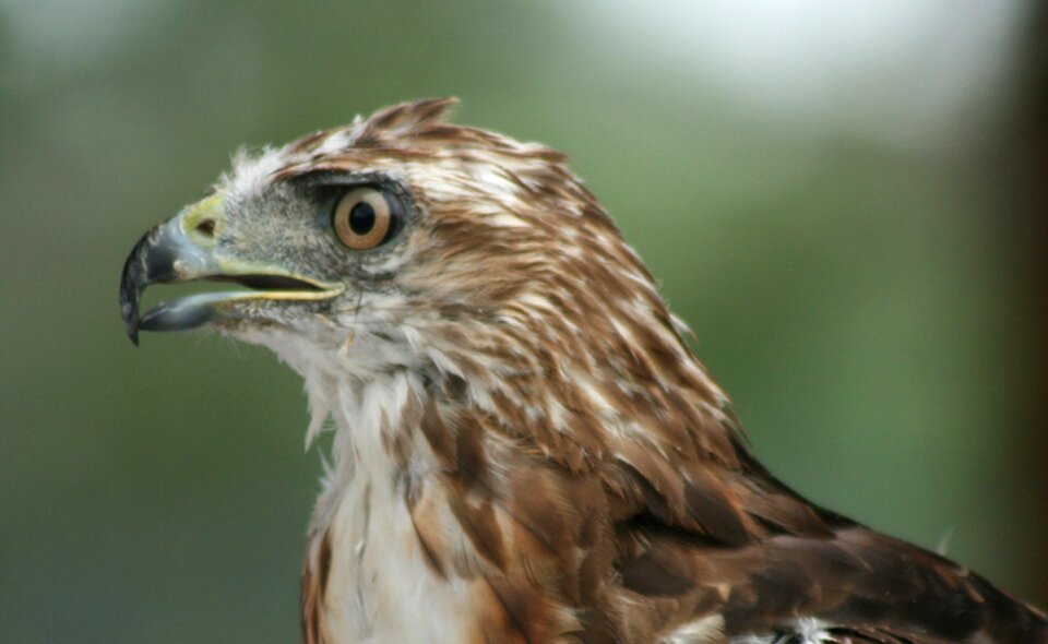 Nature wildlife predator