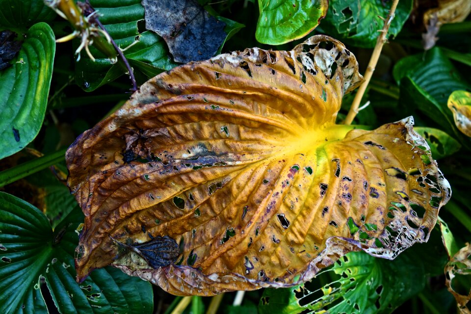 Wither decay autumn