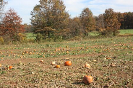 Autumn fall harvest photo