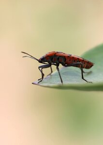 Fly wing macro photo