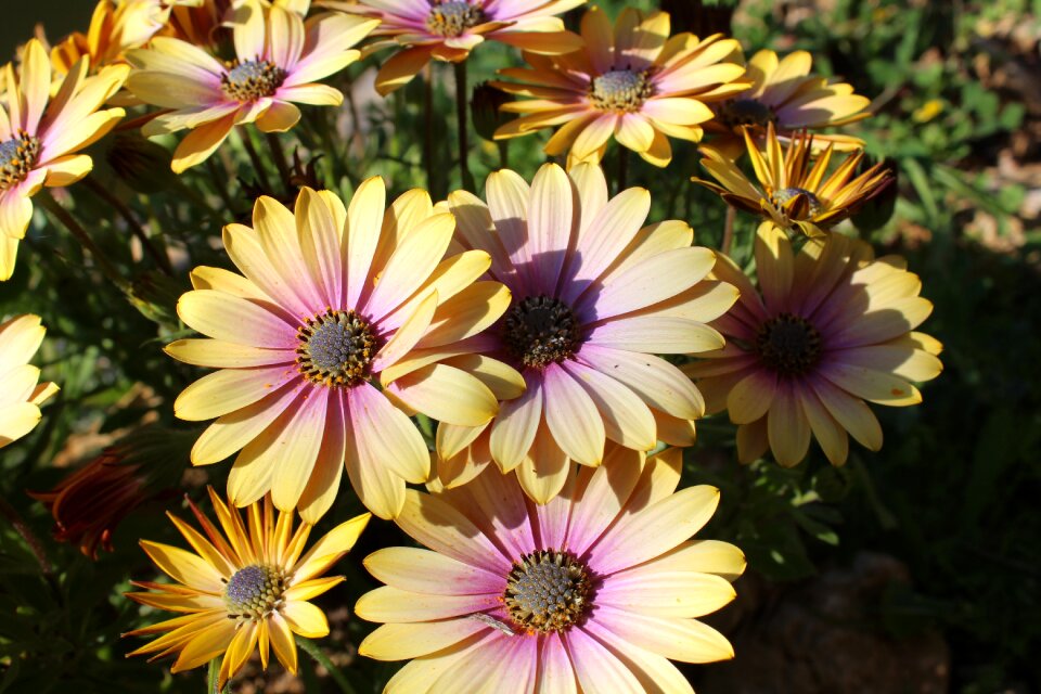 Plant daisy garden